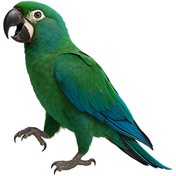 Emerald Macaw